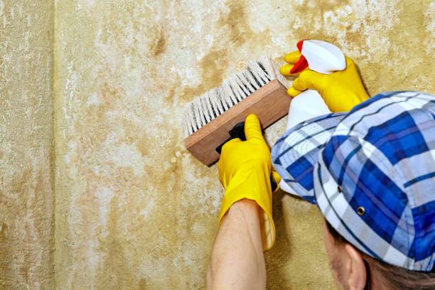 Best Mold-Related Health Consultation  in Tuscarawas, OH