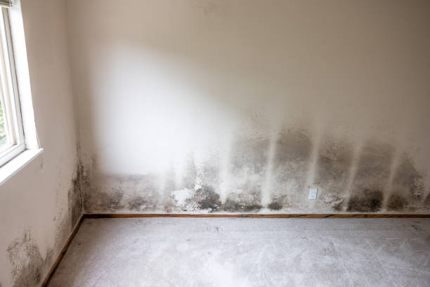 Best Emergency Mold Remediation  in Tuscarawas, OH