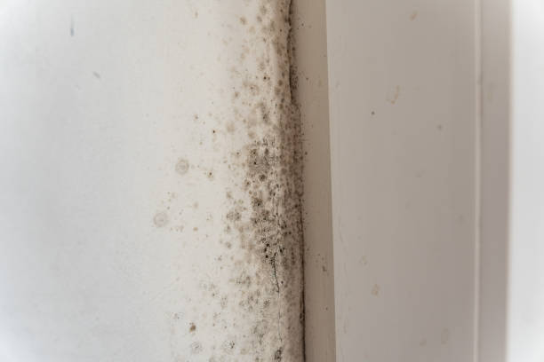 Best Post-Remediation Verification Testing  in Tuscarawas, OH